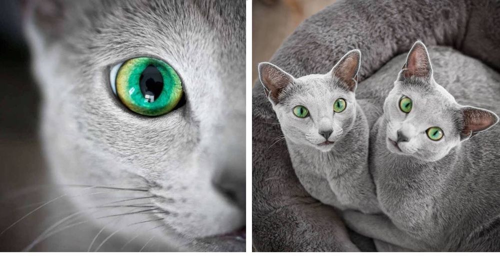 Hermanas con ojos verde como la esmeralda e imponentes abrigos plateados revolucionan las redes