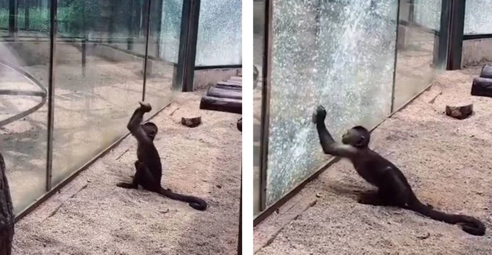 Turistas de un zoo ven cómo un mono afila una piedra y luego rompe el vidrio de protección