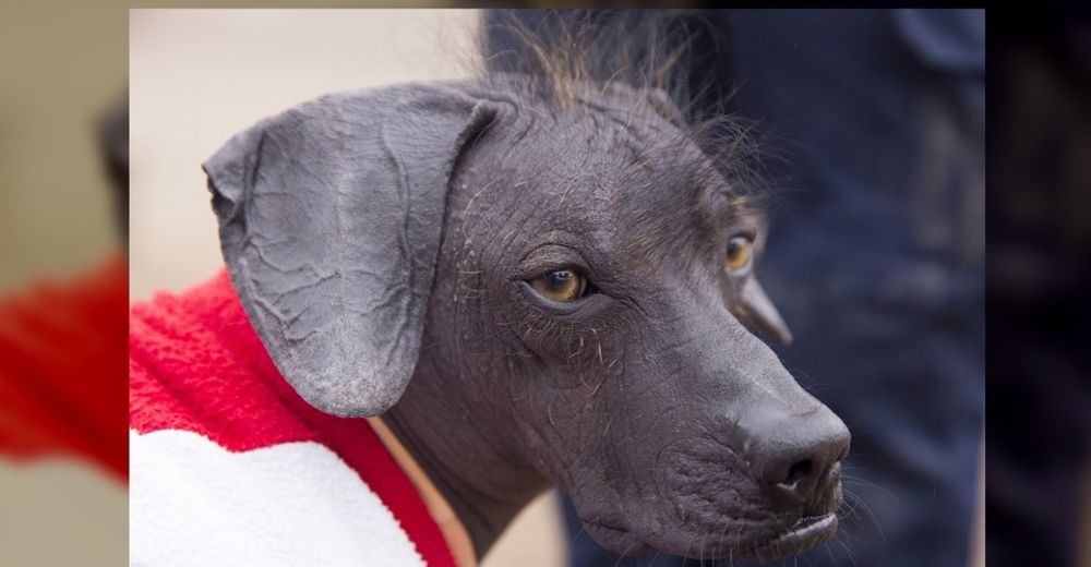 La apasionante historia de un perrito calvo que se convirtió en patrimonio cultural de su país