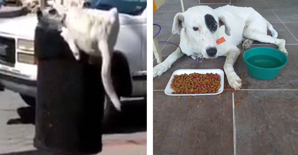 La increíble recuperación de un perro al que le cortaron la cola por buscar comida en la basura