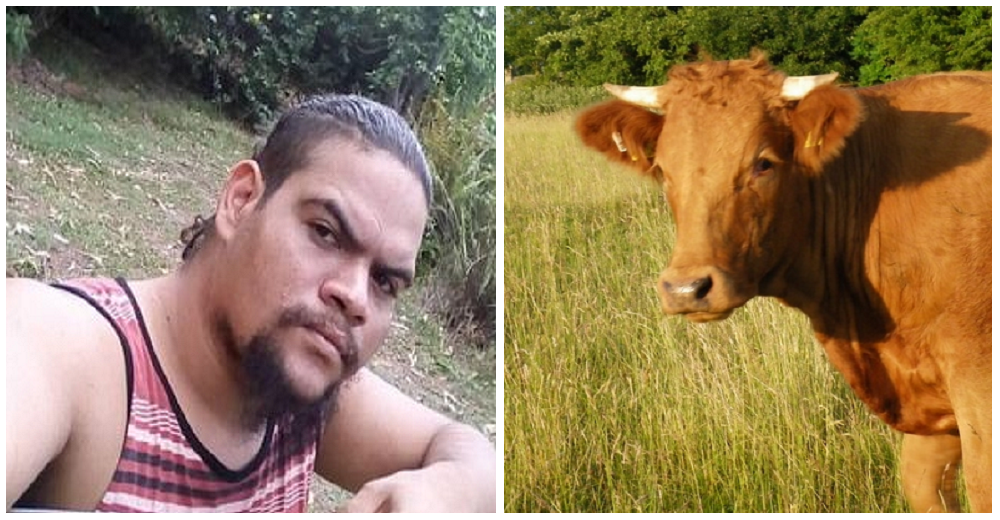 El hombre que fue grabado maltratando a una vaca queda en libertad porque «no acabó con su vida»