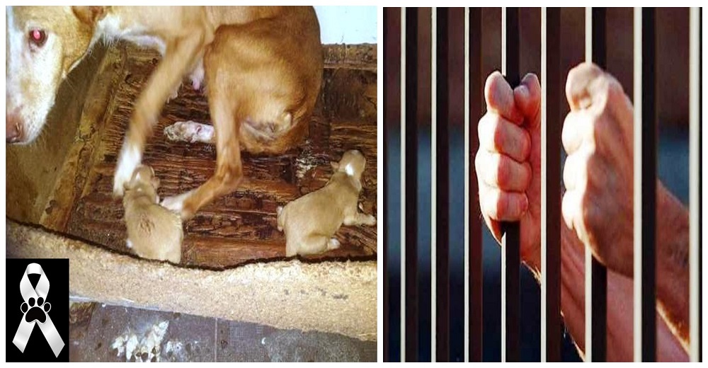 Es castigado con todo el rigor de la ley por tirar a la basura a 3 cachorros para que murieran