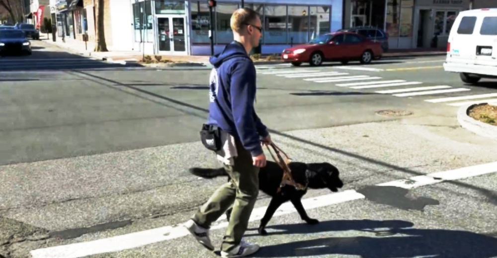 Hermoso perro labrador se convierte en un perro guía tan veloz que lo llaman «Black Lab-orghini»