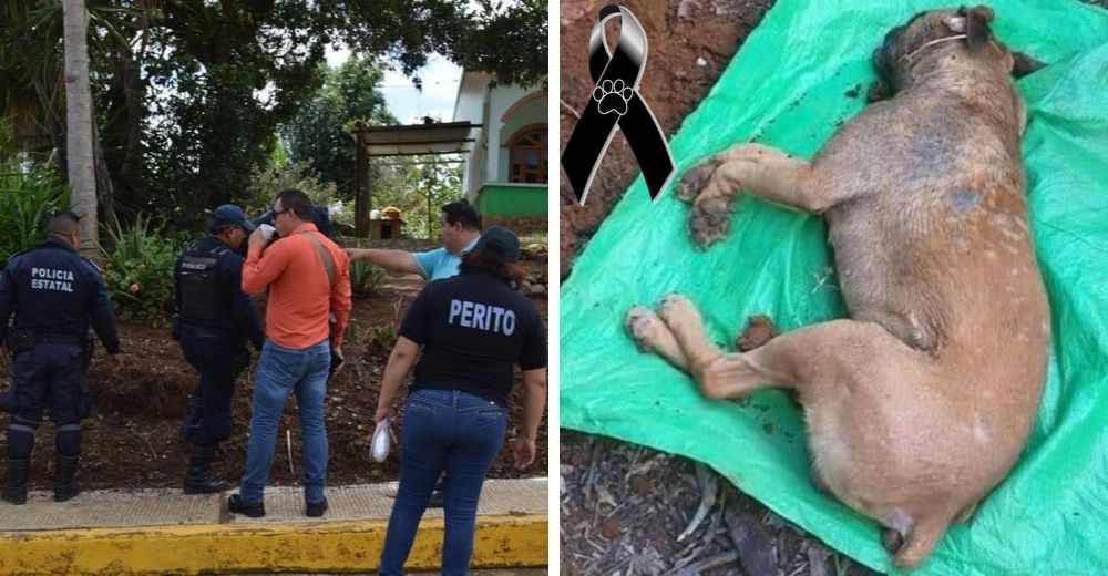 Las autoridades investigan el dramático caso de envenenamiento masivo de perros y gatos