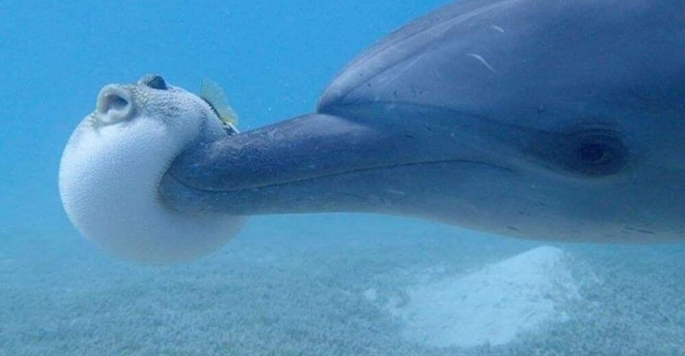 Descubren a un grupo de delfines jóvenes «drogándose» con un pez globo