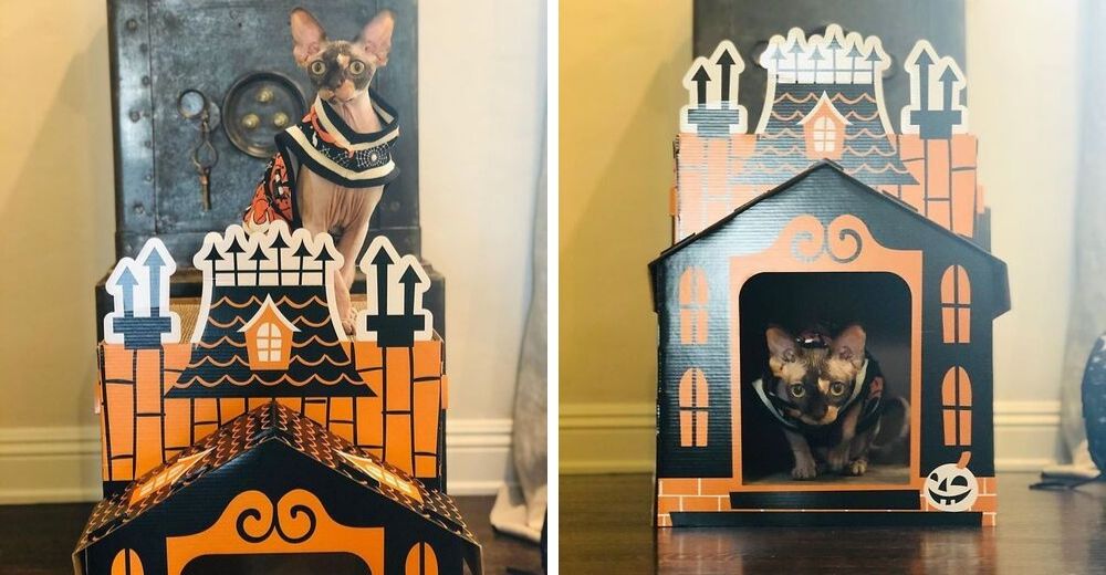 Las mini casas embrujadas para gatos perfectas para Halloween que están arrasando en Internet