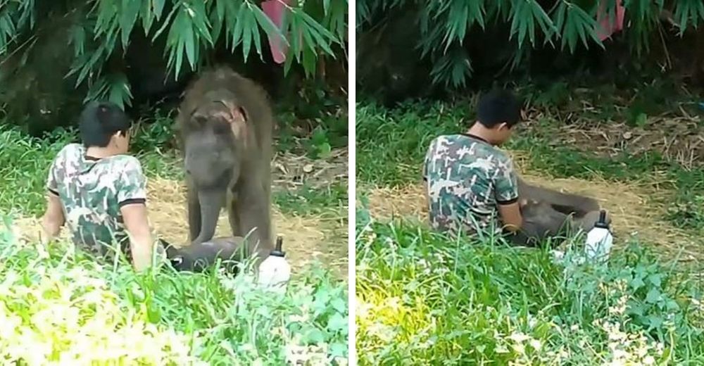 Elefantita bebé regresa a buscar el amor de su cuidador tras ser devuelta a su hábitat