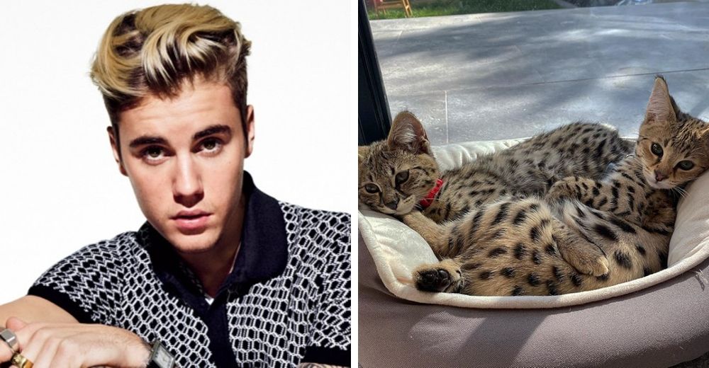 Justin Bieber recibe duras críticas tras pagar 35.000 dólares por sus nuevas «mascotas exóticas»