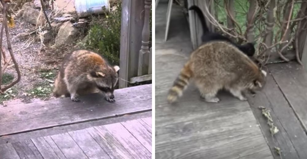 Mapache ciego salva a 2 gatitos y los lleva a su casa, días después los mininos regresan solos