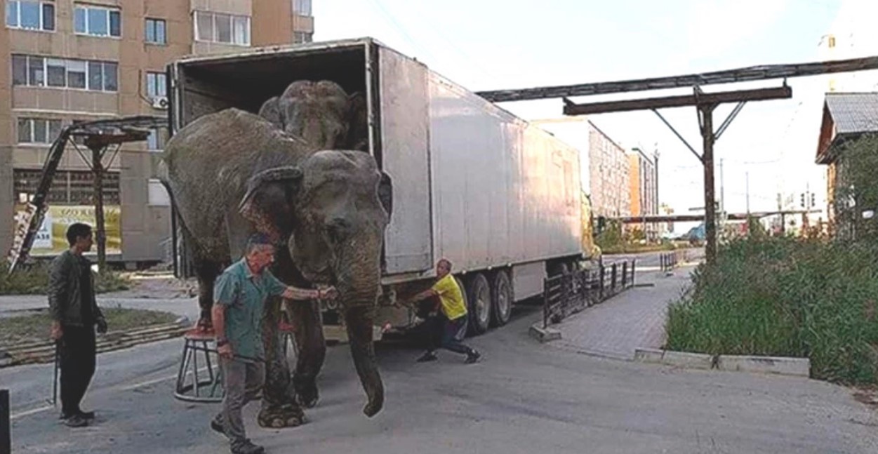 Elefantes son forzados a recorrer 16.000 kilómetros en la crueldad de un circo ambulante