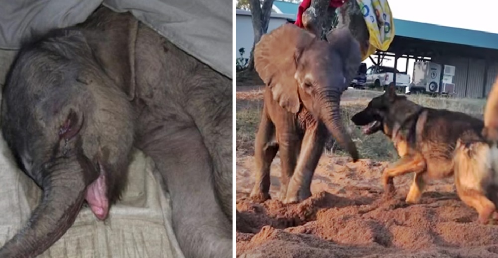 Una perrita termina salvando la vida de un elefante que fue rechazado por su manada