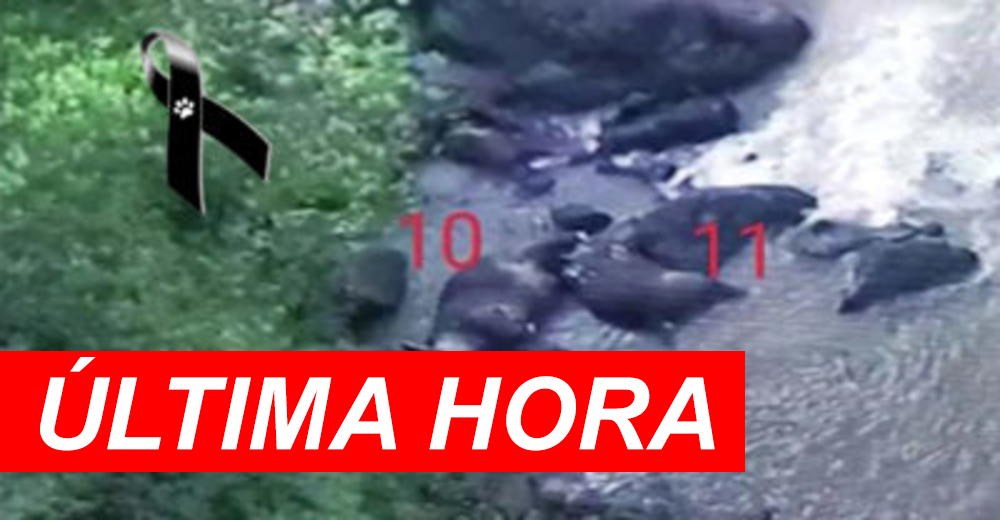 La gran lección de amor acaba en tragedia – 5 elefantes más mueren en la «cascada del infierno»