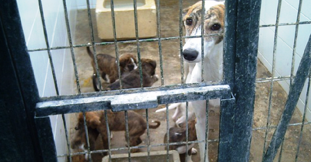 Termina el sufrimiento para centenares de perritos tras el cierre de 6 horribles criaderos