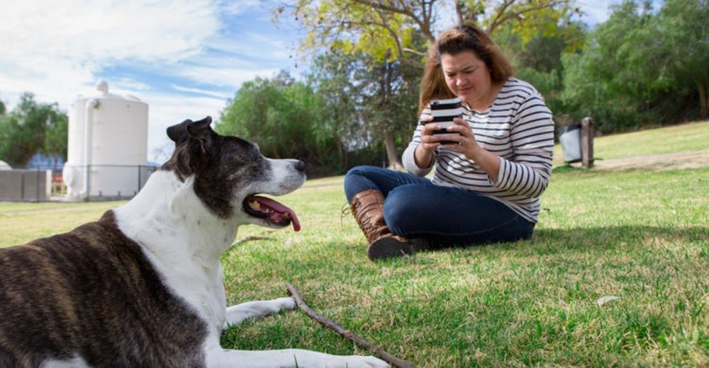 Estudian el comportamiento de dueños que toman más fotos a sus mascotas que a sus parejas