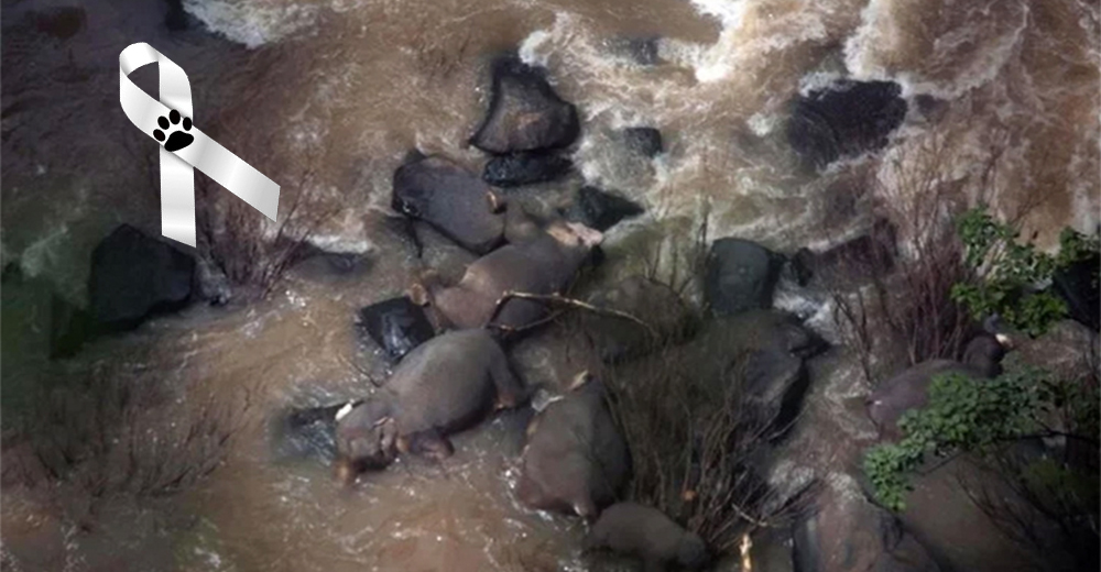 Seis elefantes pierden la vida tras caer por una cascada tratando de salvar al más pequeño