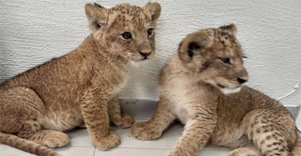 Rescatan a dos pequeños leones que fueron sacados de su hábitat para ser vendidos por mafiosos