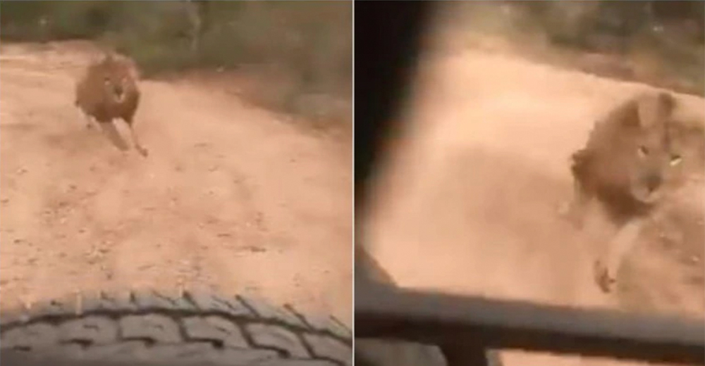 El video del león persiguiendo a turistas en un safari se vuelve viral por su inesperado final