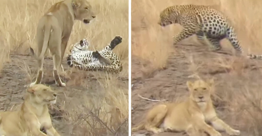 Leopardo iba a morir en manos de hambrientos leones pero en el último minuto les tomó el pelo