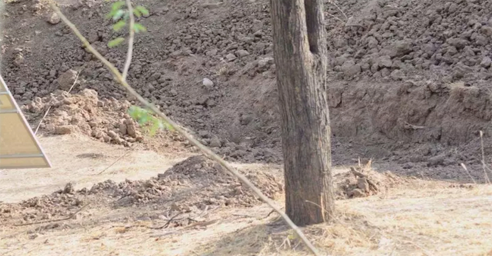 Un leopardo se hace viral por su camuflaje perfecto y muy pocos logran descubrirlo en la foto