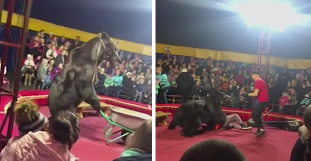 El aterrador ataque de un oso a su entrenador en un circo tras ser obligado a actuar como humano