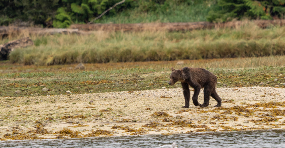 Las imágenes de una familia de osos famélicos buscando comida alertan sobre la crisis climática