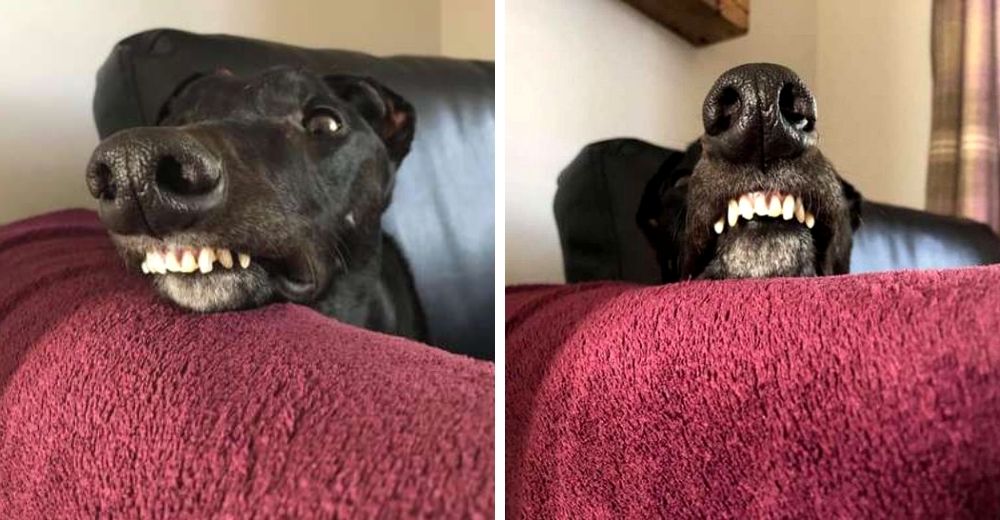 Un tierno perrito galgo rescatado conquista las redes con su majestuosa y encantadora sonrisa