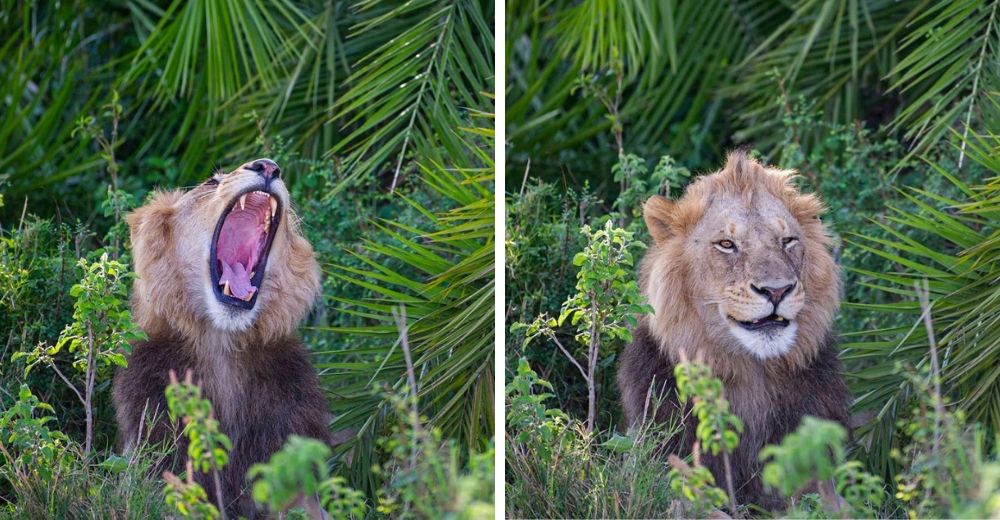 Enorme león aterroriza a un fotógrafo con el rugido de su vida pero luego se arrepiente