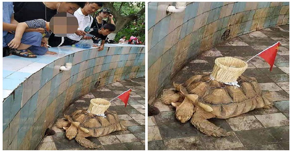 Pegan una canasta a una tortuga en un zoológico para atrapar el dinero arrojado por los turistas