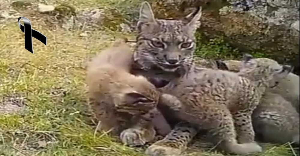 La lince Nenúfar vivía feliz con sus cuatro crías hasta que llegaron los cazadores furtivos