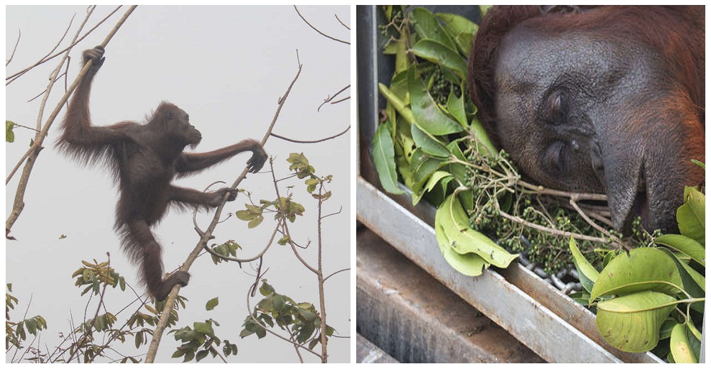 Orangutanes se aferran a un árbol para no sucumbir ante las llamas hasta que alguien los ayuda