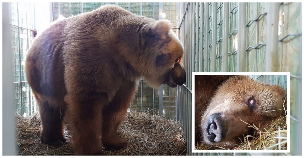 No podían más tras el cruel encierro durante años en un zoo, pero un juez ordenó su liberación