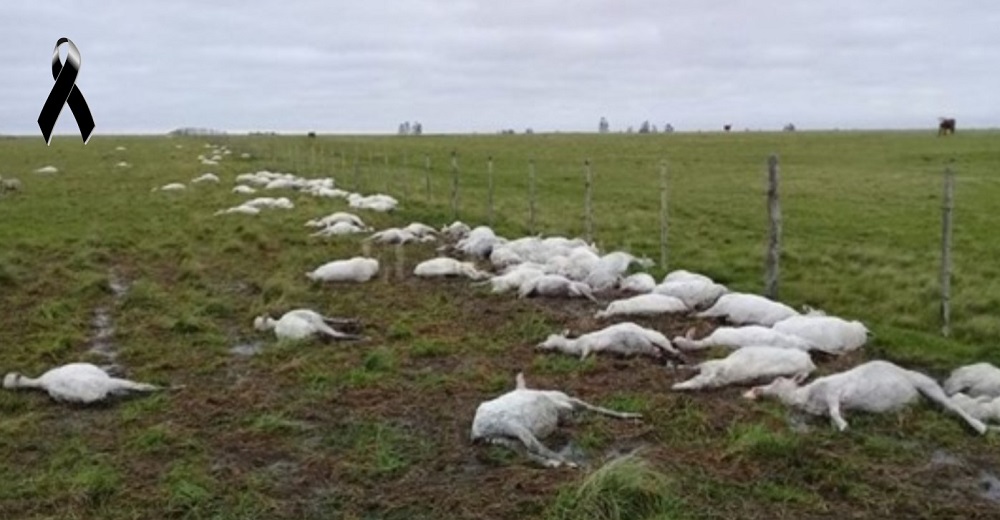 Un granjero advierte del peligro tras aparecer sus 3.500 ovejas sin vida después de esquilarlas