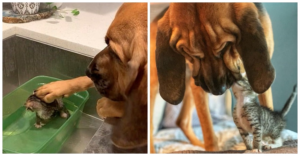 «Tienes un amigo en mí»–Con una ternura incomparable una perrita conforta a un gatito rescatado