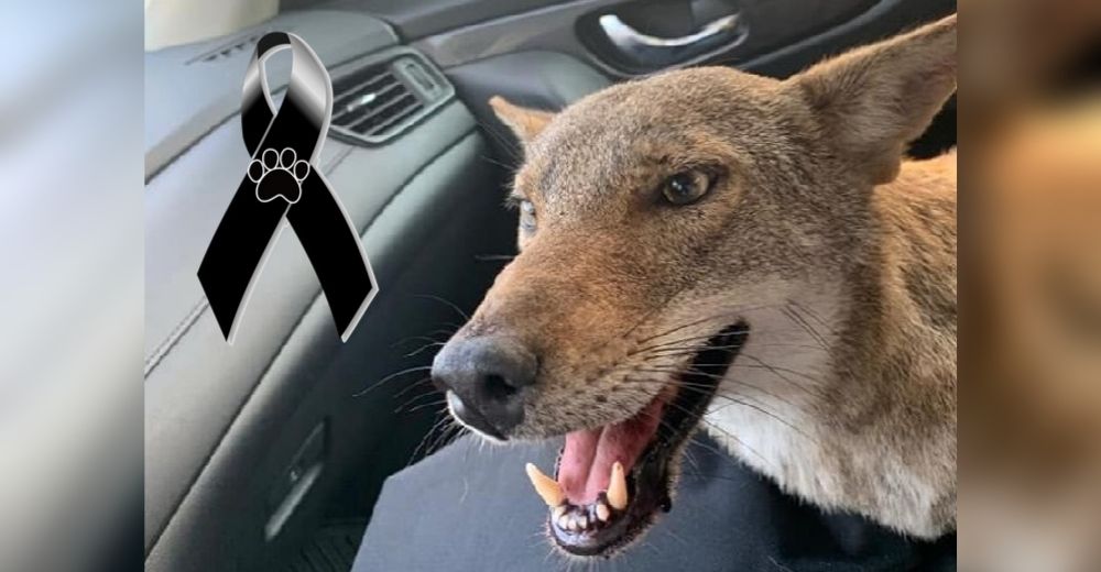 Muere el coyote que se hizo viral tras ser rescatado por una joven que lo confundió con un perro