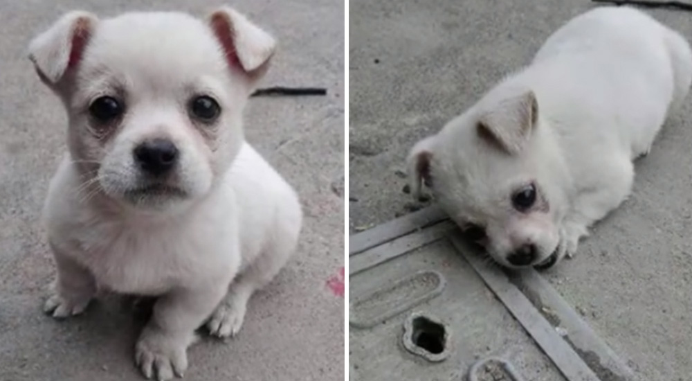 Cachorro se niega a apartarse del lugar en el que vio por última vez a su mamá