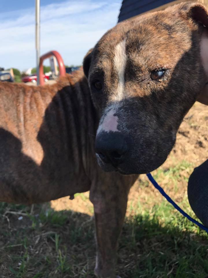 Un Débil Perrito Se Atreve A Dejar El Lugar Donde Se