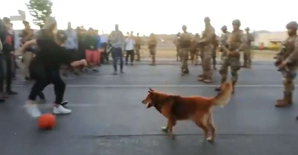 Un pacificador perrito lograr unir a militares y manifestantes en medio de las protestas