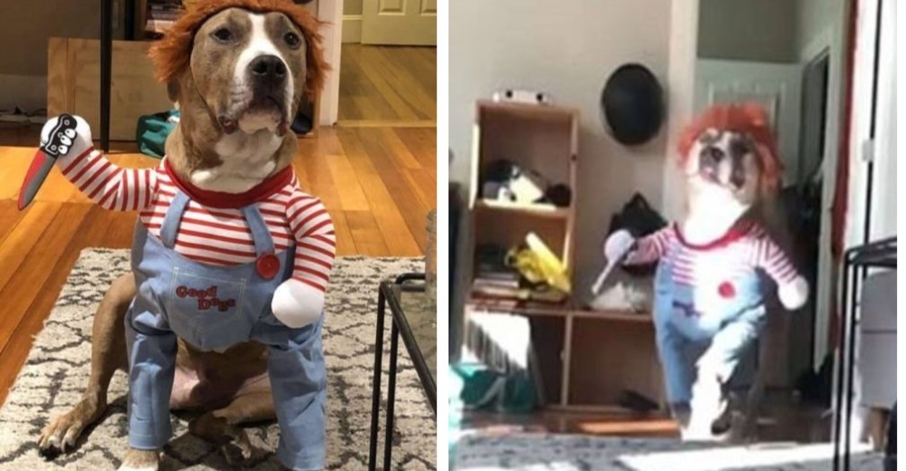 El disfraz de Halloween de este perrito causa controversia entre los amantes de los animales