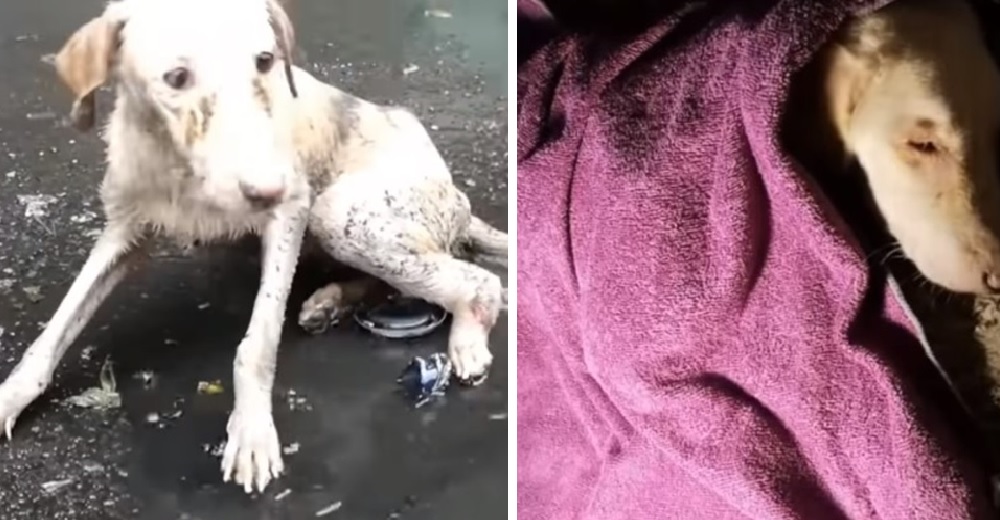 Herida y atrapada en un charco, una dulce perrita lloraba pidiendo ayuda una y otra vez