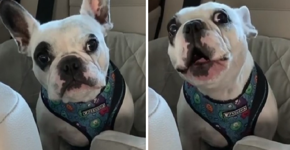 Le dijeron a este perro que el parque estaba cerrado y su discurso de reclamo cautiva a millones