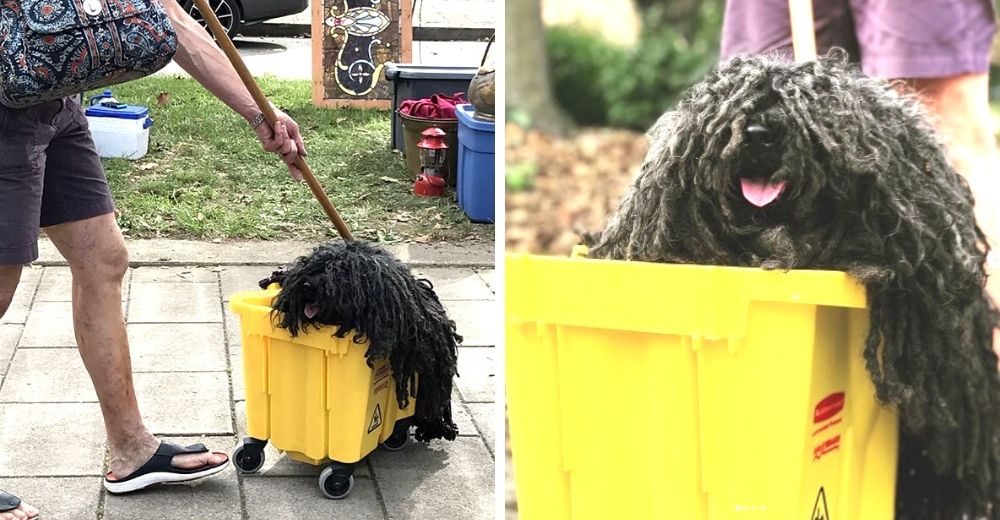 Un esponjoso perrito gana el premio al mejor de Halloween gracias a su particular pelaje