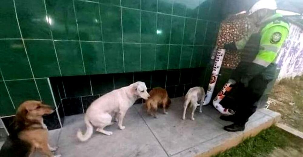 Perritos hambrientos y sin hogar hacen fila para probar un bocado del dispensador de alimentos