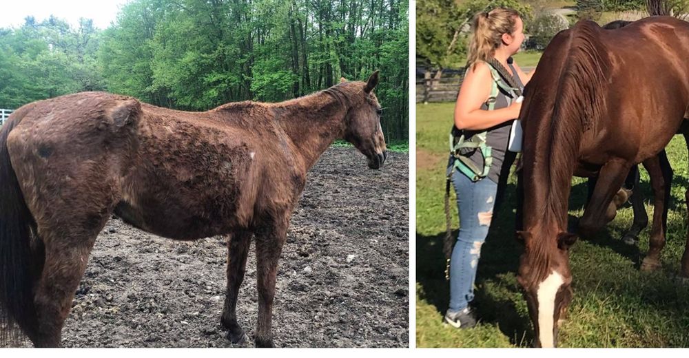 Tres caballos maltratados no pueden contener la emoción de correr libres tras ser rescatados