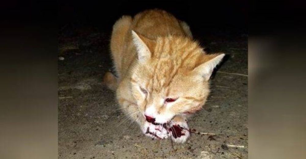 Atropellan a un gatito y lo dejan tirado al costado de la carretera a pesar de su dolor y agonía