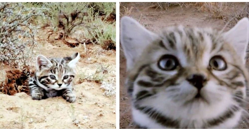 Gatito de carita adorable y pequeño tamaño tiene a todos engañados: es el más letal del mundo