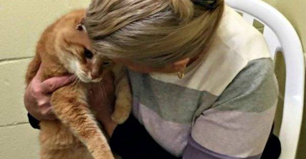 Gatito queda muy triste cuando lo adoptan sin su amigo–Su dueña no pudo soportar su corazón roto