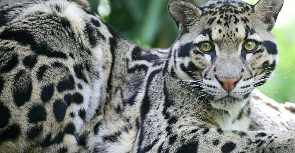 Tras declararlo supuestamente extinto, logran ver a un ejemplar de leopardo nublado en 30 años