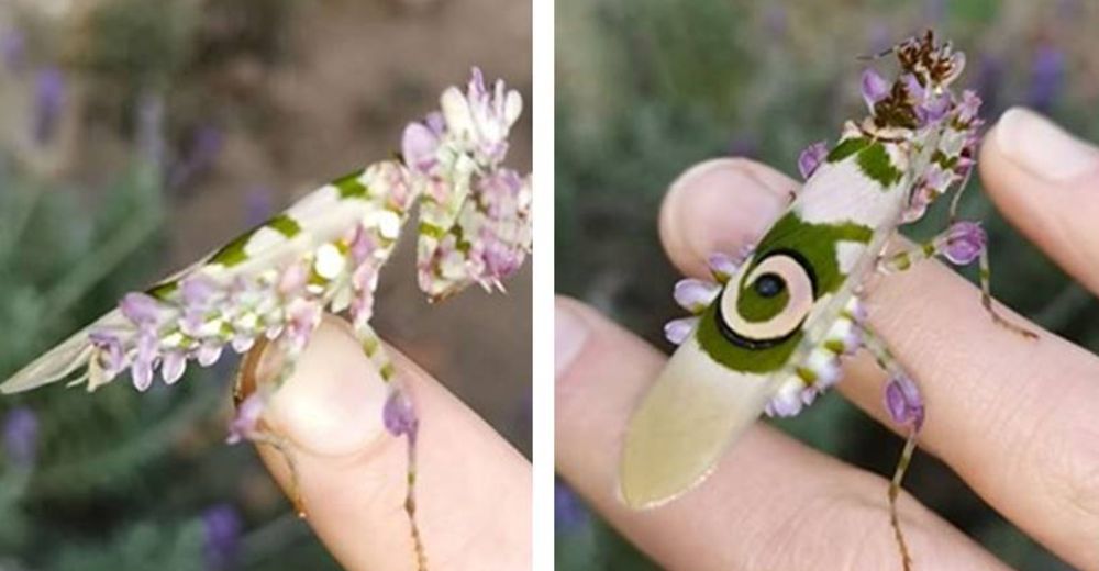 Una mujer encuentra un increíble insecto que parece una verdadera obra de arte de la naturaleza