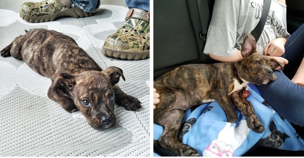 Abandonan a una perrita enferma junto a sus hermanos y los rechazaron “por ser pitbulls”