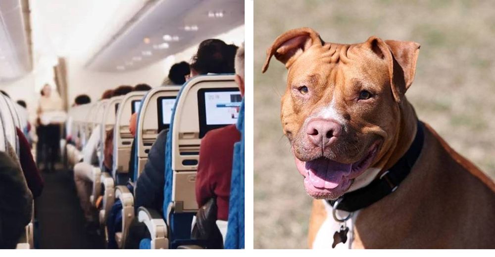 Aerolínea rectifica su error tras el polémico comunicado en el que «satanizaba» a los pitbulls